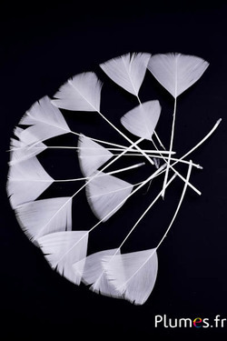Blütenblätter aus Federn - 6-8 cm x 3-4 cm - weiss